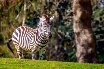 Fototapeta na wymiar Plains Zebra on Meadow