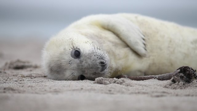 Robbenbaby neugeboren