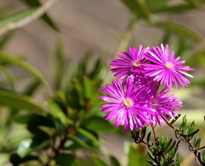 Fleurs de ficoïde violette