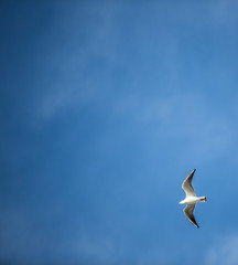 Seagull with Blue Sky - Husavik, Iceland