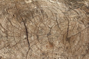 Naklejka premium Texture of tree stump