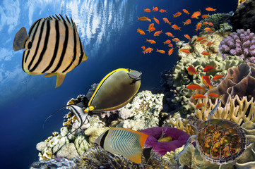 Obraz na płótnie Canvas Beautiful coral garden in Red Sea