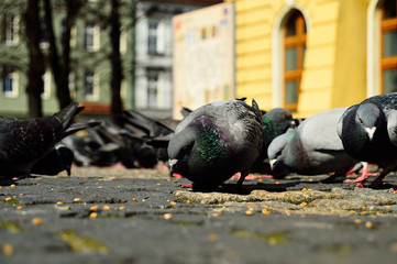 Gołębie na ostrowskim rynku © W Korczewski