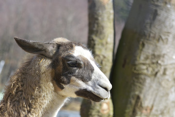 Obraz premium Guanaco (Lama guanicoe)