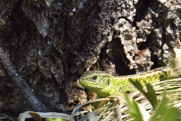 common lizard on the ground