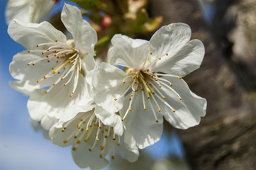Macro Left White Flowers
