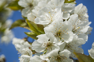 Macro White Flowers