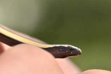 eastern slow-worm in man hand (Anguis colchica)