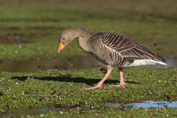 Greylag Goose, goose