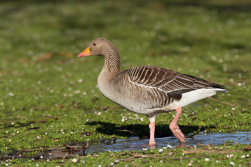 Greylag Goose, goose