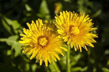 Twins Dandelion