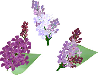 three lilac flower branches illustration
