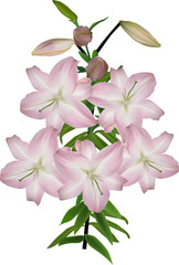 isolated branch with five light pink lily blooms