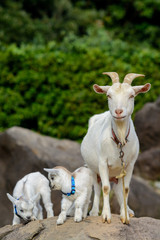 山羊のポートレート
