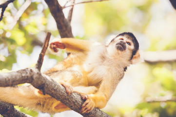 Saimiri jaune à tête noire