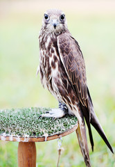 Falcon sits on a stand
