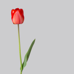 Single red tulip, beautiful, isolated on soft grey, with some genuine raindrops. © Mushy