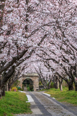 桜のアーチ＠佐賀県武雄市
