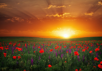 Beautiful landscape with nice sunset over poppy field. 