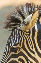 Close up detail of zebra animal head, eye, hair and monochromatic stripes