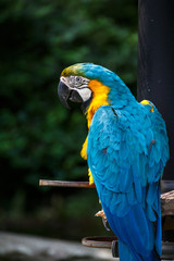 ルリコンゴウインコ