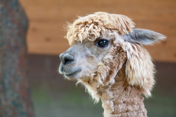 リャマのポートレート
