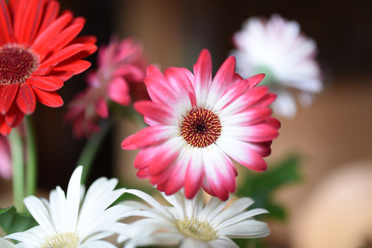 gerbera gerbere margherite colori fiori fiore fiori colorati