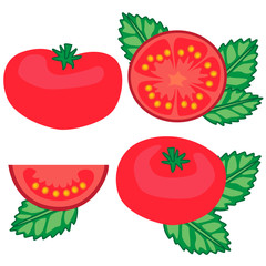 tomatoes and basil set vector illustration