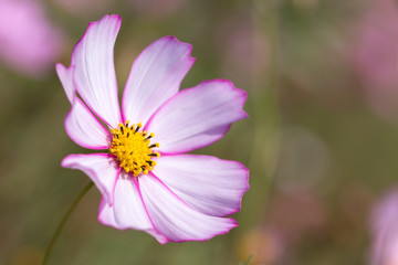 Fototapeta premium コスモスの花