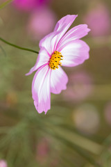 Obraz premium コスモスの花