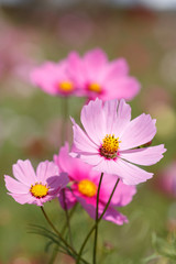 Obraz premium コスモスの花