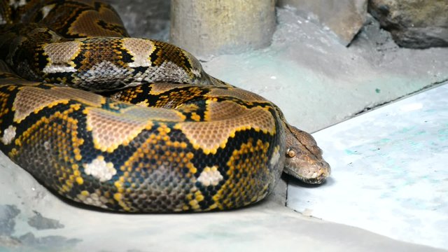 Dangerous snake moving on a flat surface