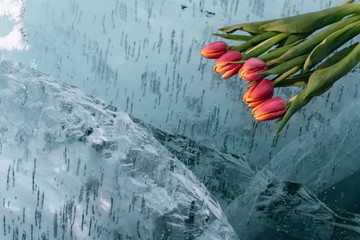 Tulips on Ice.