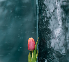 Tulips on Ice.