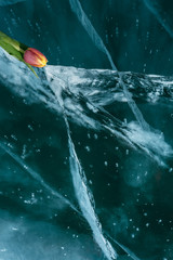 Tulips on Ice.