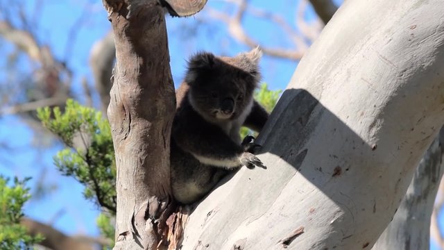 Baby Koala relaxing on a tree
