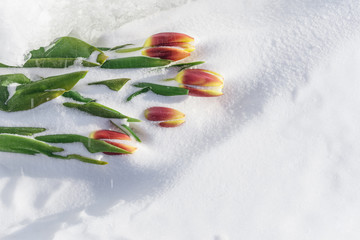 Tulips on Ice.