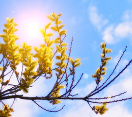 Fluffy yellow flowering buds pussy-willow close up on a background of blue sky in the spring sunshine. The symbol of spring.
