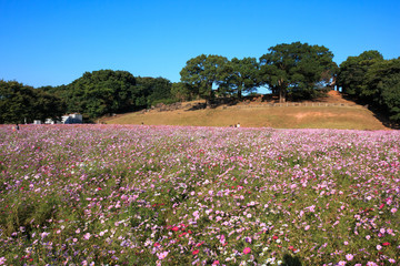 コスモス畑＠佐世保市展海峰