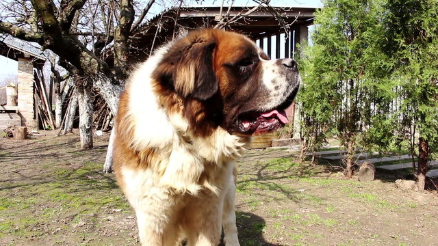 Saint bernard dog