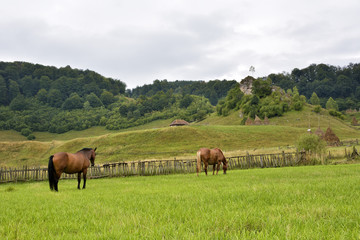 Naklejka na ściany i meble horse on a meadow