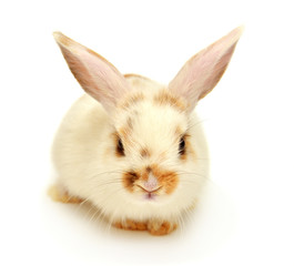 White young lop-eared rabbit