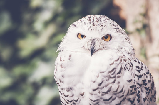 Harfang des neiges