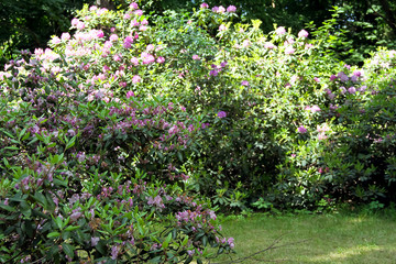 inflorescences of a beautiful fragrant rhododendron