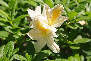 Fototapeta premium inflorescences of a beautiful fragrant rhododendron