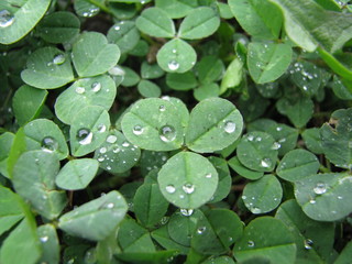 Green meadow of clover, photographed close-up.