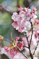 Fototapeta premium 桜の花