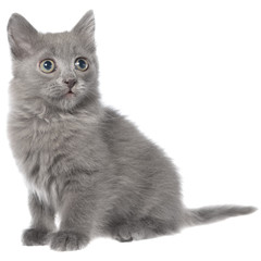 Small gray long haired kitten sitting