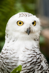 Fototapeta premium Chouette harfang des neiges