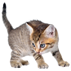 Shorthair brindled kitten crawling sneaking